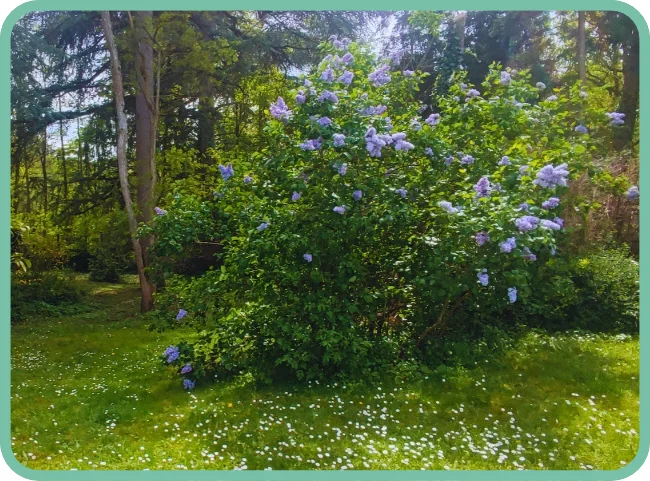 Le jardin en fleurs